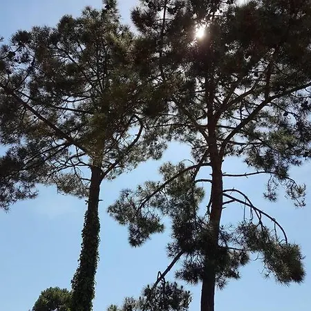 ヴィラ Maison La Palmyre レ・マトゥ